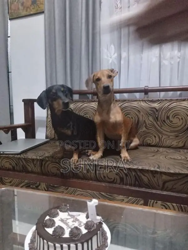Dachshund Puppies