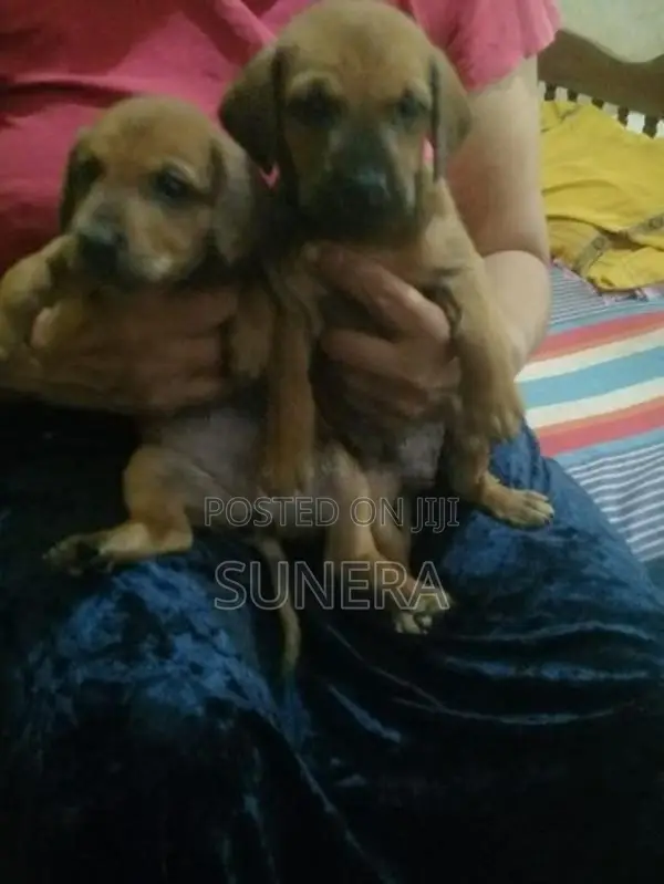 Dachshund Puppies