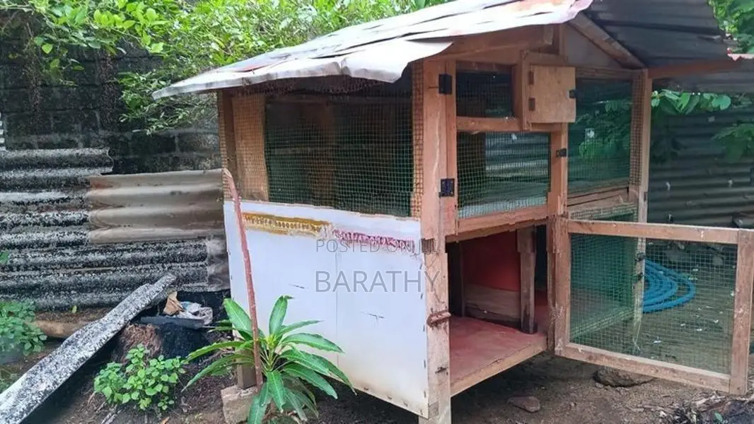 Pigeon Cage
