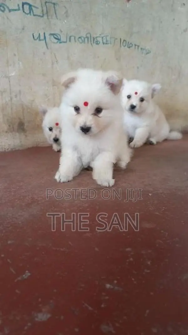 Lion Pomeranian