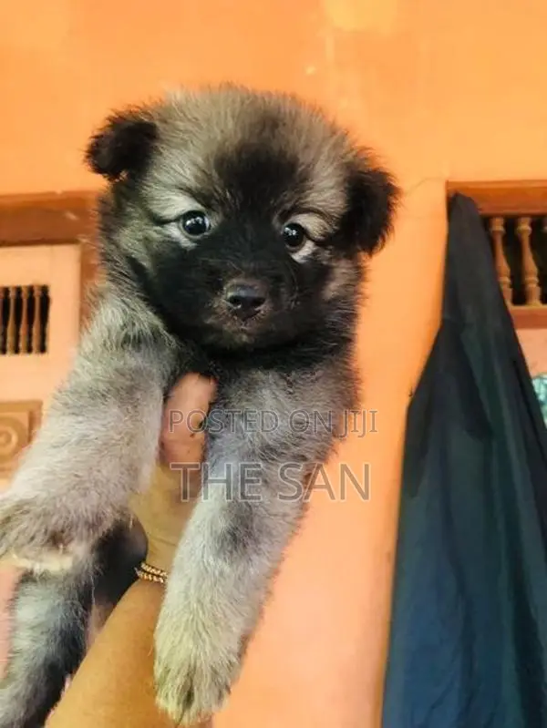 Lion Pomeranian