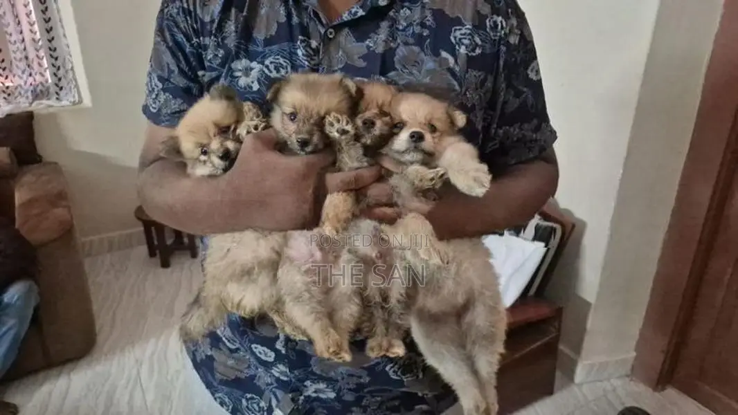 Lion Pomeranian