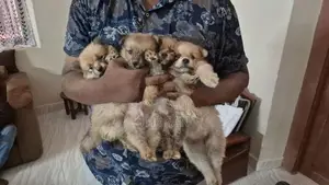 Lion Pomeranian