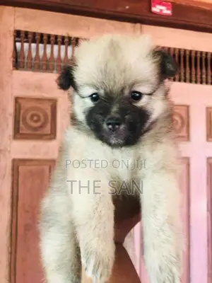 Lion Pomeranian