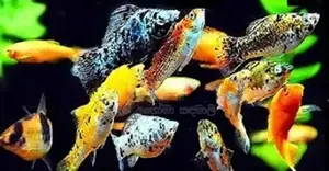 මොලී මසුන්