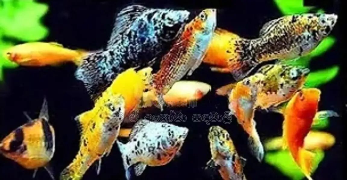 මොලි මාළු