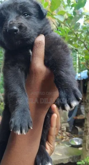German Shepherd Puppy