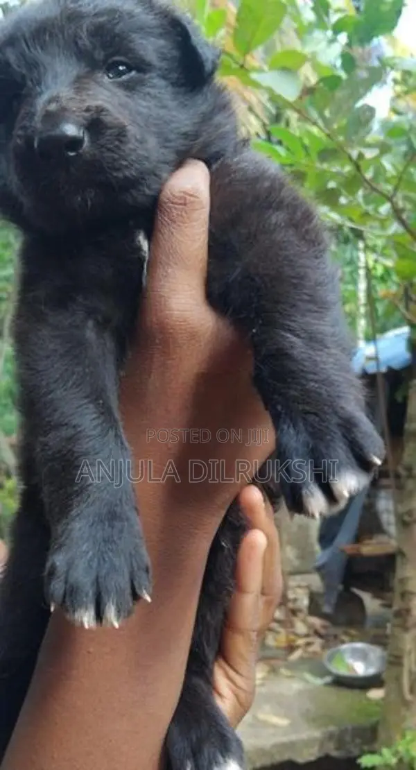 German Shepherd Puppy