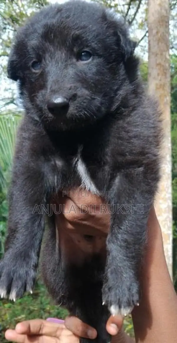 German Shepherd Puppy