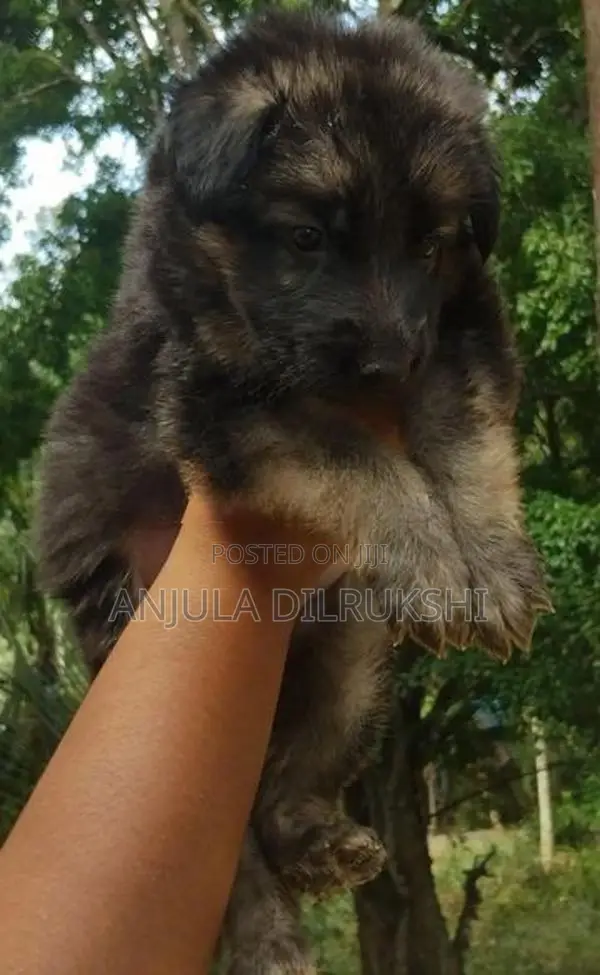 German Shepherd Puppy