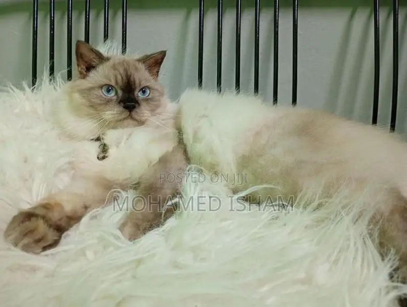 Himalayan Cat