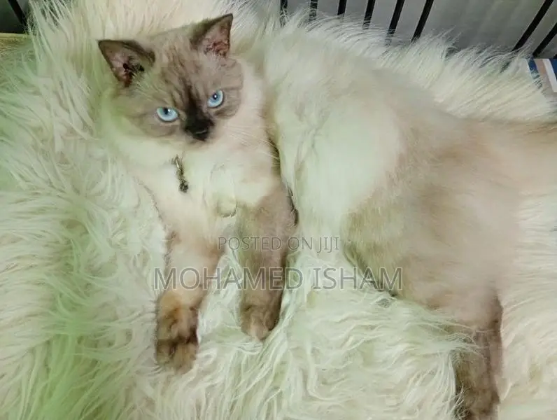 Himalayan Cat