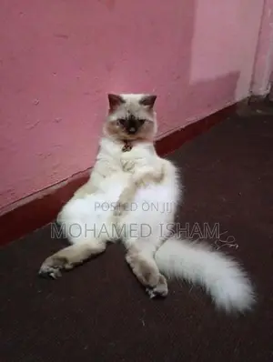 Himalayan Cat