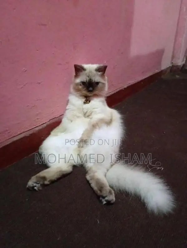 Himalayan Cat