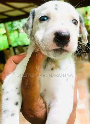 Dalmatian Puppies