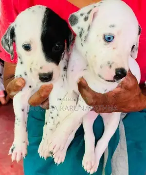 Dalmatian Puppies