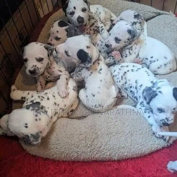 Dalmatian Puppies