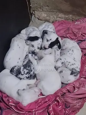 Dalmatian Puppies