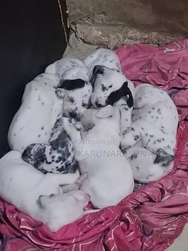 Dalmatian Puppies