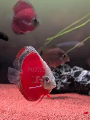 Red Cover Discus