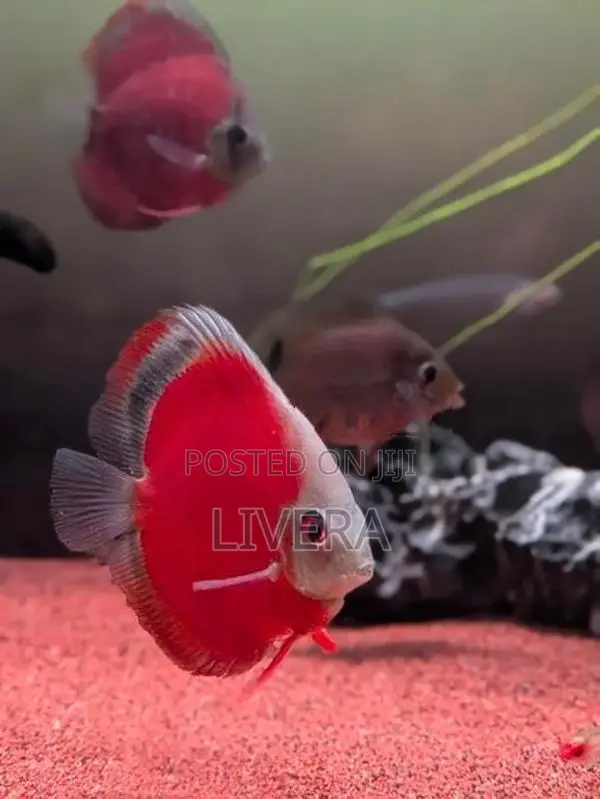 Red Cover Discus