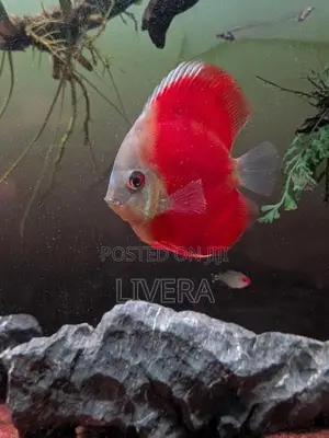 Red Cover Discus