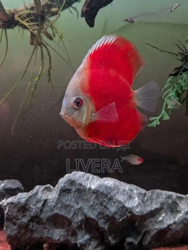 Red Cover Discus