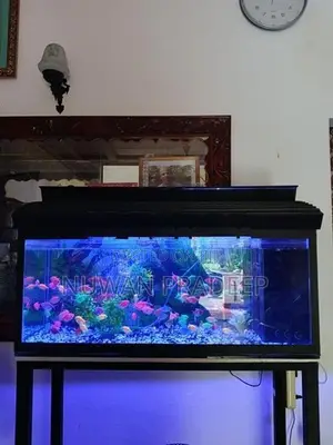 Fish Tank