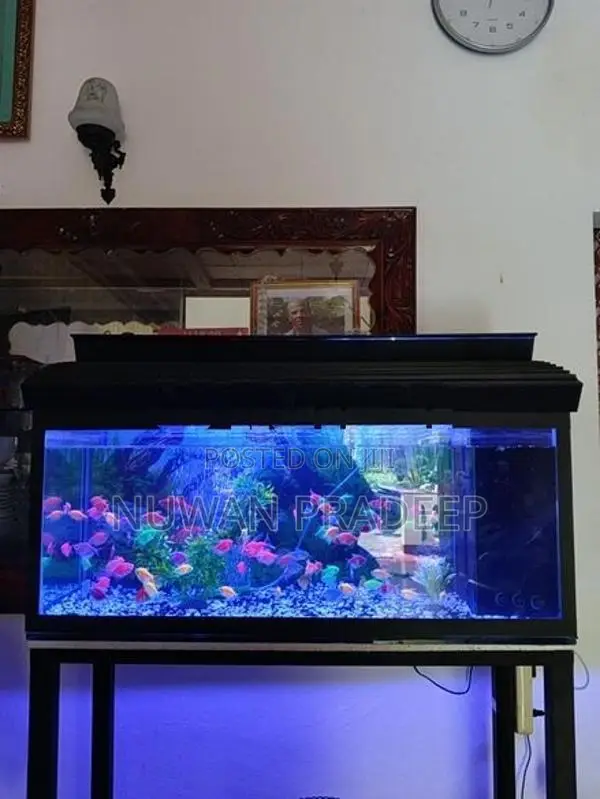 Fish Tank