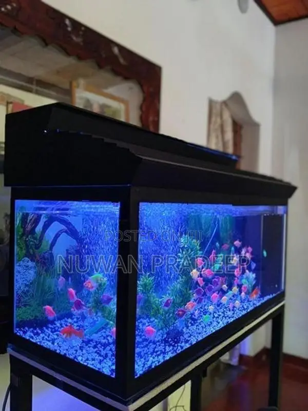 Fish Tank