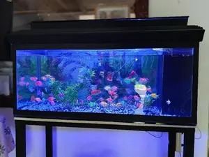 Fish Tank