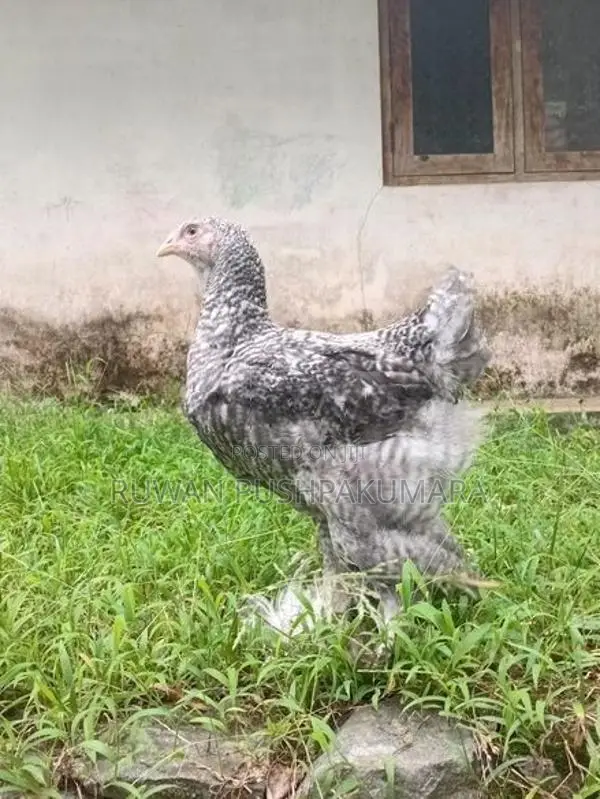 Brahma Chicken