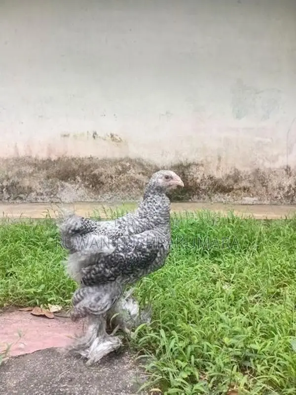 Brahma Chicken