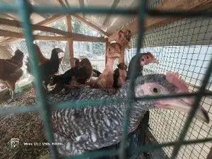 Farm Chicken