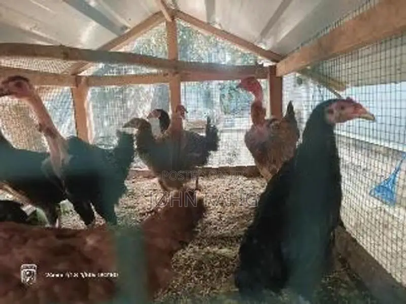 Farm Chicken