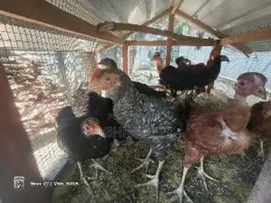 Farm Chicken