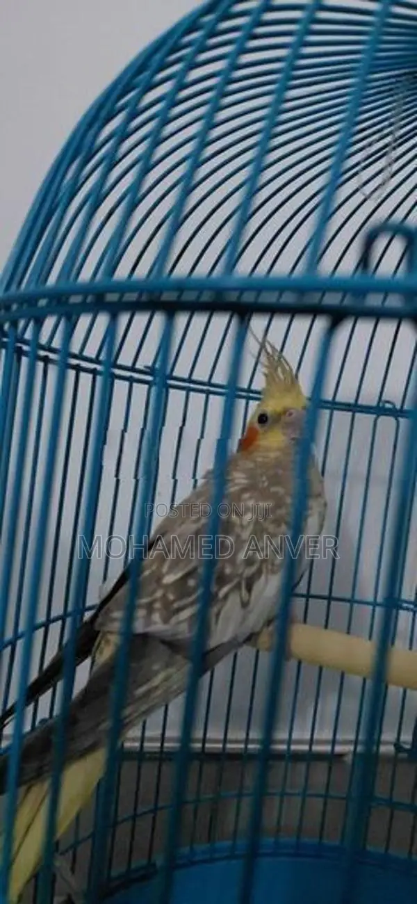A Healthy Yellow Cockatiel