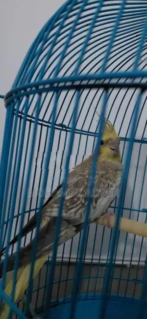 A Healthy Yellow Cockatiel