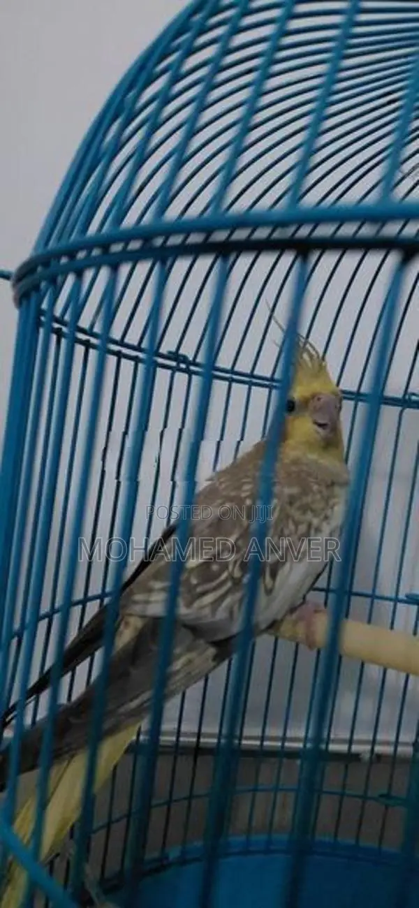 A Healthy Yellow Cockatiel