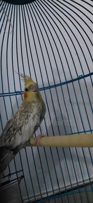 A Healthy Yellow Cockatiel
