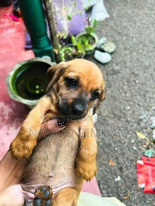 Daschund Female Dogs