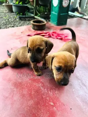 Daschund Female Dogs