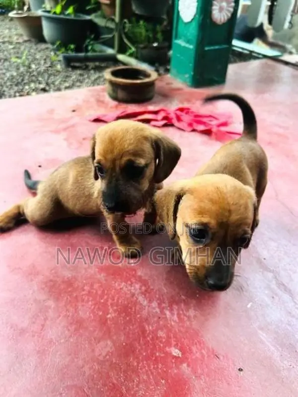 Daschund Female Dogs