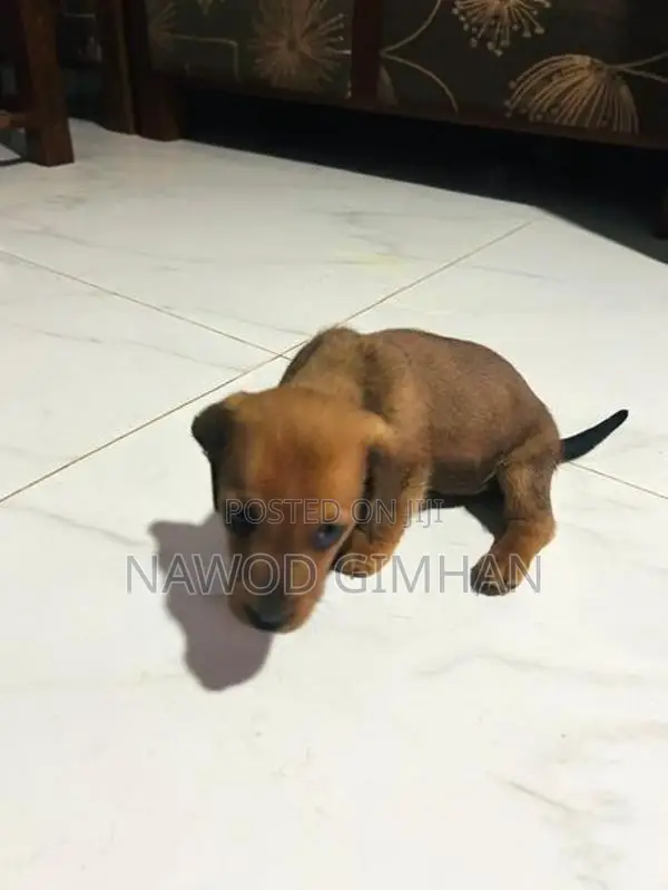 Daschund Female Dogs