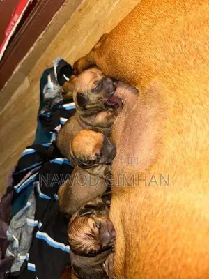 Daschund Female Dogs