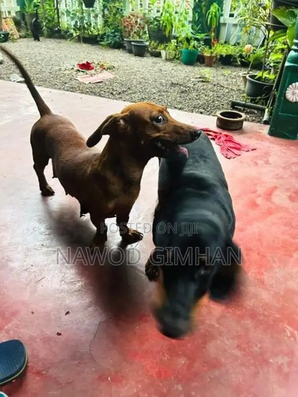 Daschund Female Dogs