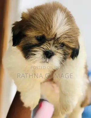 Shihtzu Puppy