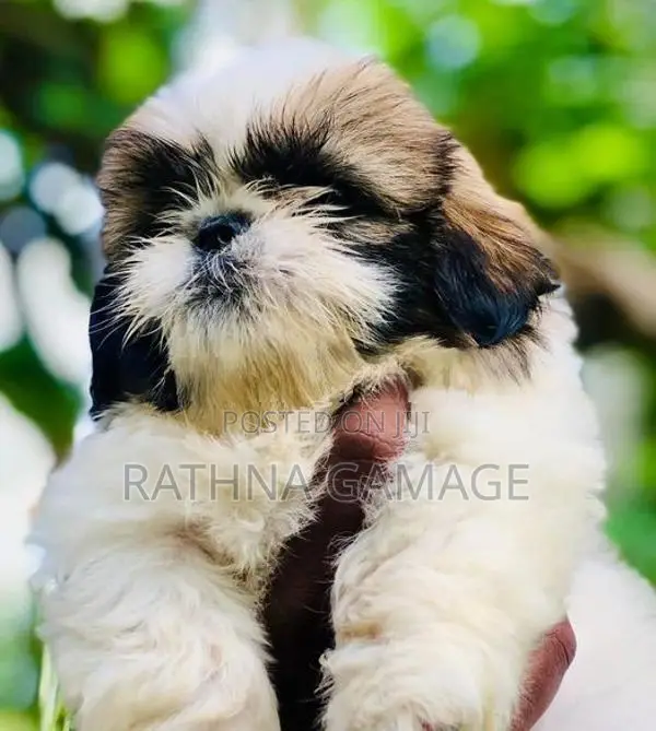 Shihtzu Puppy