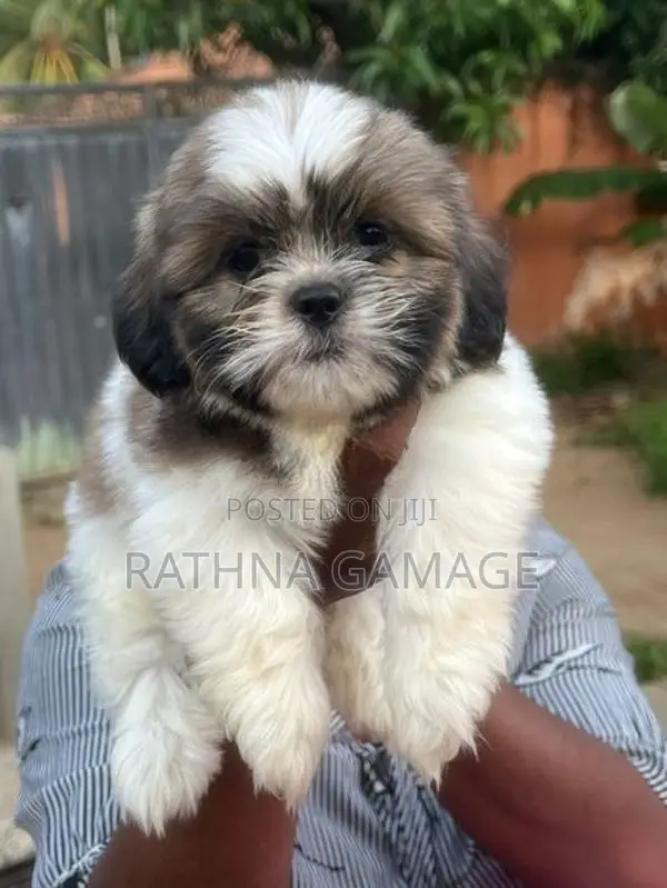 Shihtzu Puppy