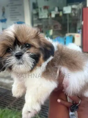 Shihtzu Puppy